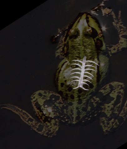 Creation of Frog X-ray: Step 4